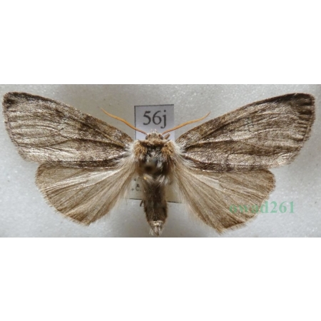 Tethea or (Denis & Schiffermüller, 1775) Falica or Czech56j